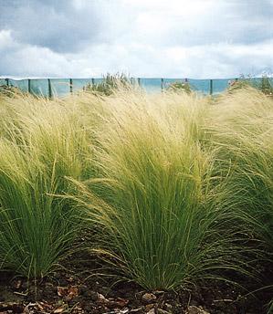 stipa tenuissima.jpg