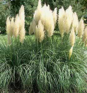 cortaderia-selloana-pampas-grass.jpg