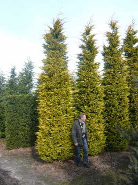 cupressocyparis leylandii \'goldrider\'.jpg