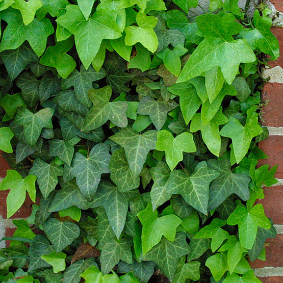 hedera helix.jpg