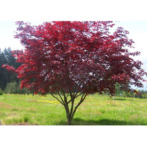 acer palmatum \'bloodgood\' .jpg