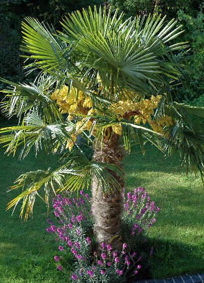 chamaerops excelsa 2.jpg