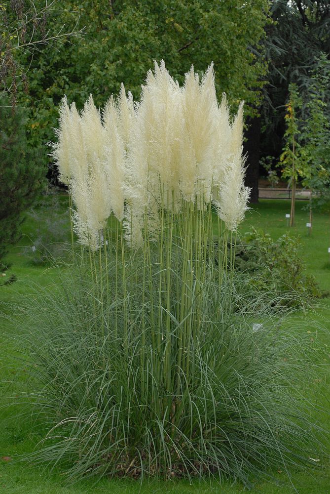 cortaderia_selloana3.jpg