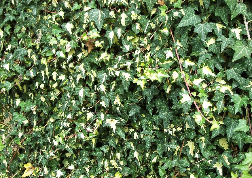 hedera helix \'marginata elegattisima\'.jpg