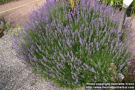 lavandula angustifolia 1.jpg