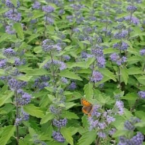 caryopteris clan. \'heavenly blue\' 2.jpg