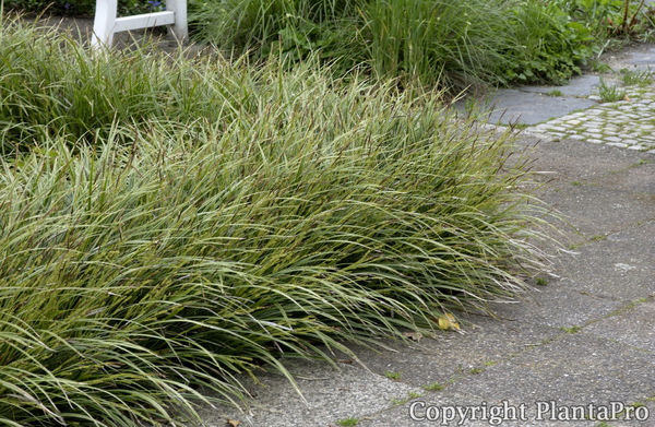 carex-morrowii-variegata-habitus_mtg3nji0m1o.jpg