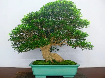 bonsai kemuning e jepang.jpg