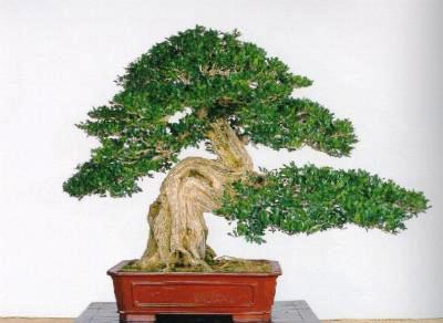 bonsai kemuning d.jpg