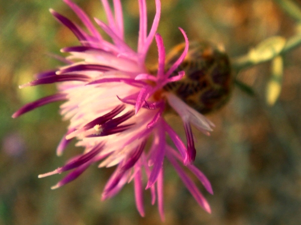 centaurea_kilaea (1) kilyos peygamber çiçeği.jpg