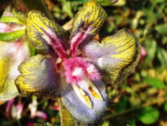 verbascum_bugulifolium riva sığır kuyruğu.jpg