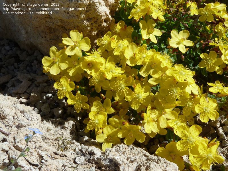 hypericum aviculariifolium istanbul binbirdelikotu .jpg