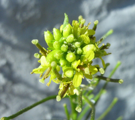 sisymbrium confertum kıyı rokası.jpg