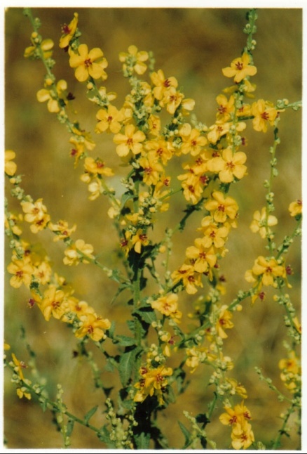 verbascum degenii 1 sahil sığırkuyruğu.jpg