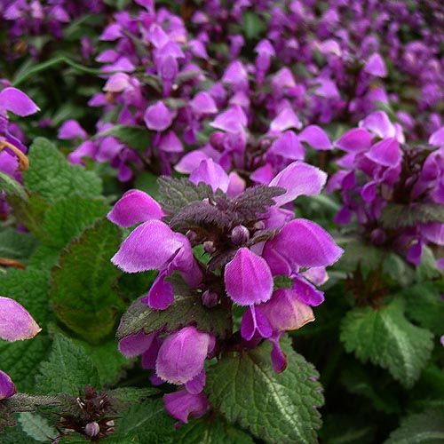 lamium purpureum istanbul ballıbası.jpg