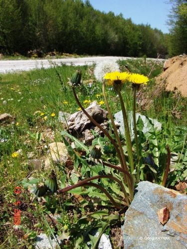 taraxacum_pseudobrachyglossum trakya karahindibası.jpg