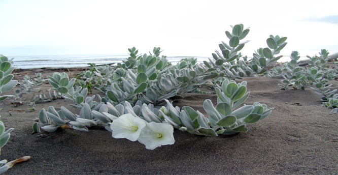 convolvulus persicus sahil sarmaşığı.jpg