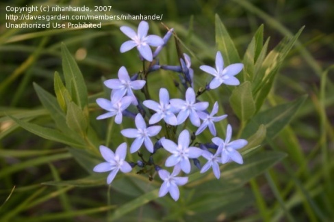 amsonia orientalis doğu razyası.jpg