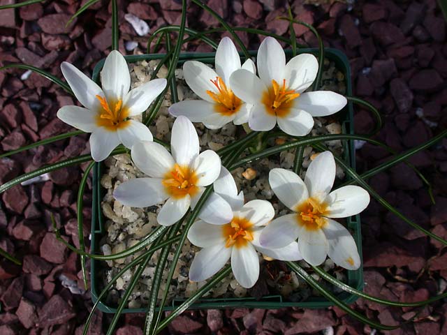 crocus pestalozzae 2 ümraniye çiğdemi.jpg