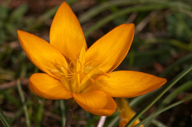 crocus olivieri 1 istanbul çiğdemi.jpg