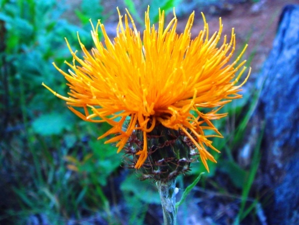 centaurea_hermannii çatalca peygamber çiçeği.jpg