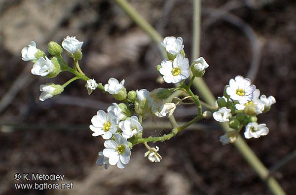 aurinia_uechtritziana kum incisi.jpg