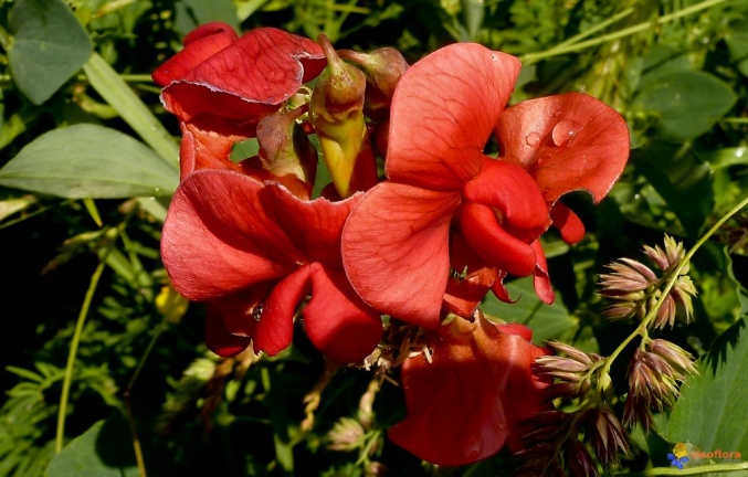 lathyrus-undulatus istanbul nazendesi.jpg