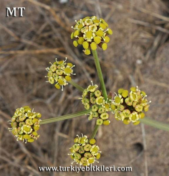 peucedanum obtusifolium kıyı kerevizi.jpg