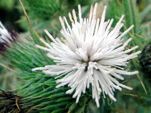 cirsium_polycephalum çokbaşlı köygöçüren.jpg