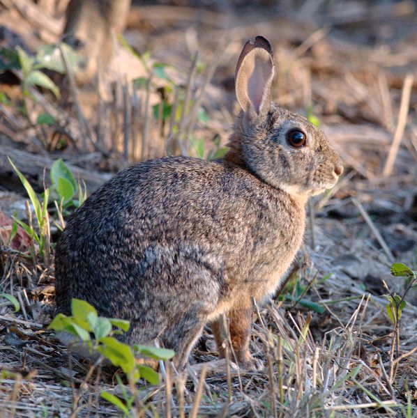 rabbit_desert_cottontail-1001.jpg