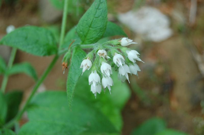 symphytum pseudobulbosum boğaziçi kafesotu.jpg