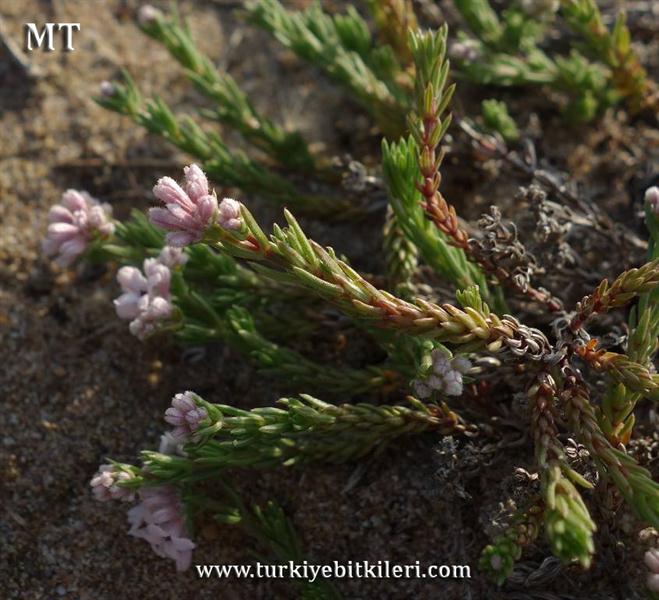 asperula littoralis sahil asperulası.jpg