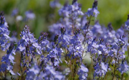 veronica turilliana trakya minesi.jpg