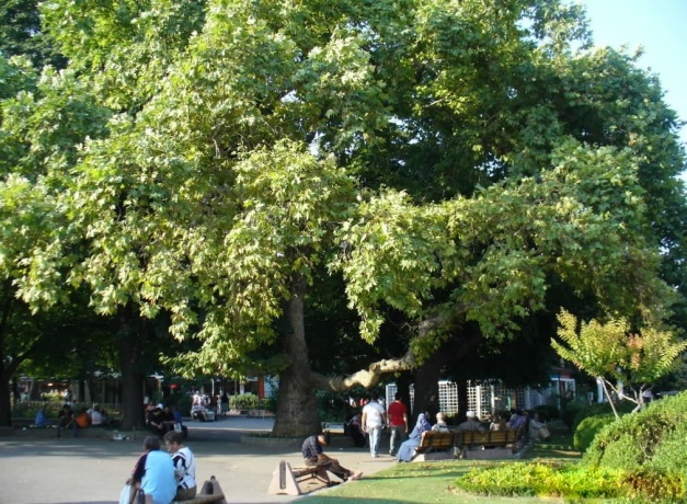 sultanahmet meydanında çınar ağacı.jpg