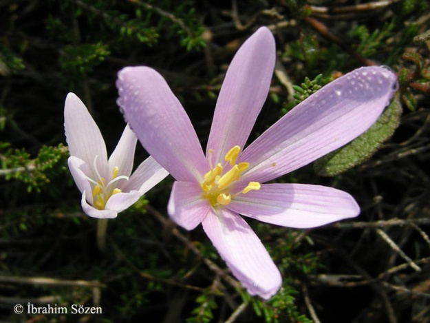 colchicum micranthum narin acı çiğdemi.jpg