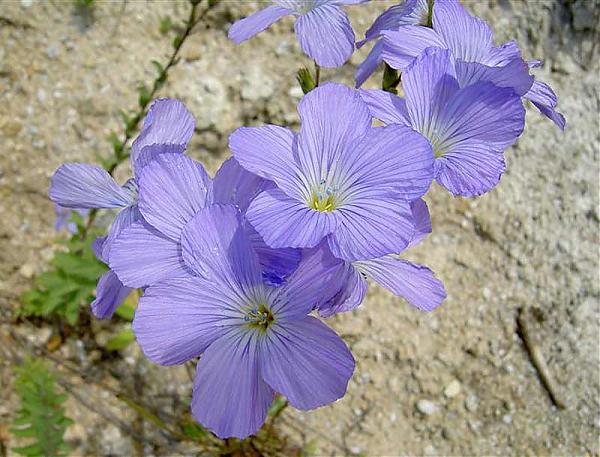 linum-hirsutum istanbul keteni.jpg