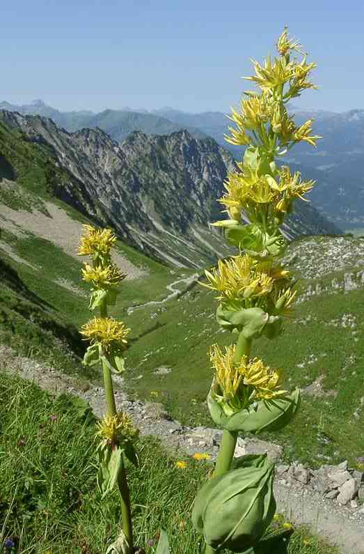 gentiana