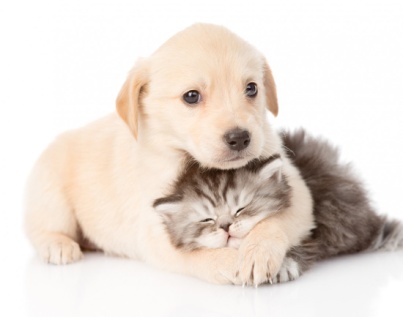 image result for cat and dog