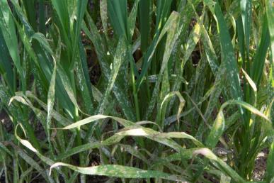 e:\reseacrch highlight photos\34 using foliar fungicides to prevent wheat powdery mildew 16_1820 powdery mildew on wheat.jpg