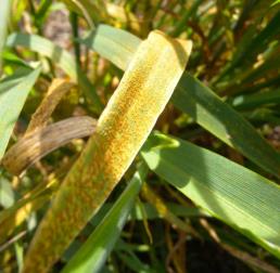 e:\reseacrch highlight photos\39 putting up resistance to rust barley leaf rust.jpg