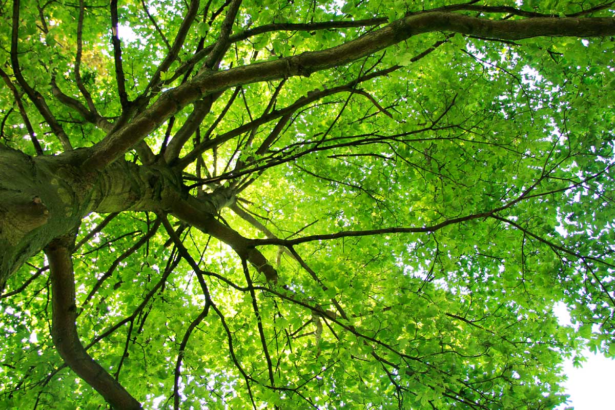 afbeeldingsresultaat voor bomen