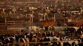 feedlot usa