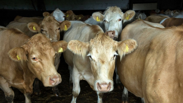 landwirtschaft in brandenburg - portrait zweier bauernhöfe in vierlinden und lehnin, die exemplarisch für die themen investitionen, pachtpreise und nachfolge stehen