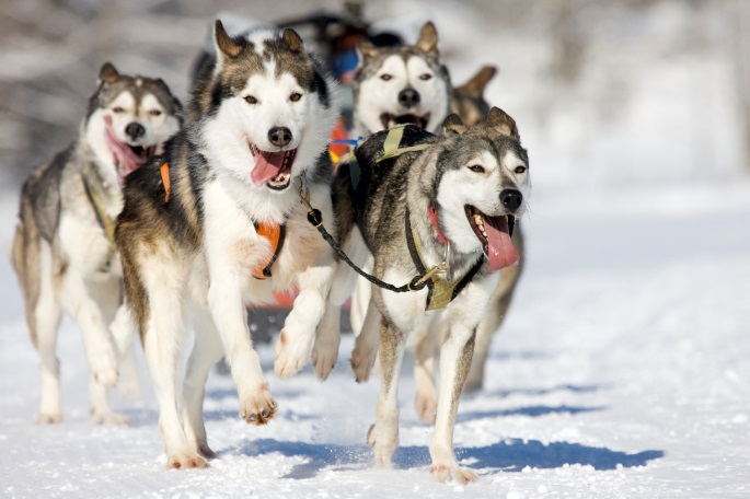 s:\görseller\finlandiya\lapland\profesyonel fotoğraflar\husky kızağı.jpg