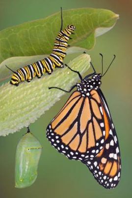 misiune imposibilă: fluturele-monarh de ron lyttle fluturele monarh, cu denumirea ştiinţifică danaus plexippus, este un fluture mare, portocaliu cu negru, întâlnit în cea mai mare parte a americii de nord. este vestit pentru migraţia sa anuală către şi dinspre locurile de iernat din mexic şi california (vezi “national geographic”, vol. 150, nr. 2, august 1976). fluturele monarh îşi începe viaţa sub forma unui ou, depus de femela adultă pe o frunză de ceara albinei, asclepias syriaca. are dimensiunea unei gămălii de ac. când oul eclozează, între 3 şi 12 zile mai târziu, apare o larvă (sau omidă) foarte mică, de forma unui viermişor, având dungi galbene, albe şi negre, opt perechi de picioare scurte şi groase pentru a se târî şi organe bucale pentru a mesteca frunze, activitate pe care o face cu lăcomie. însă doar frunzele de ceara albinei; nici o altă plantă nu este bună. ceara albinei are o sevă albă şi lipicioasă foarte toxică pentru alte animale, dar care nu afectează omida în nici un fel, cu excepţia faptului că face corpul acesteia, la rândul lui, foarte toxic pentru prădători de genul păsărilor, cărora le-ar putea surâde o omidă la micul dejun. şi păsările, neavând minte scurtă, ştiu că e bine să o lase în pace. omida creşte pe măsură ce mănâncă. în curând devine prea mare pentru propria piele, aşa că pielea crapă, şi din ea se târăşte afară omida cu o piele nouă, mai mare, cu spaţiu pentru creştere. aceasta este ceea ce omida face timp de aproximativ două săptămâni: manancă frunze, creşte, năpârleşte, mănâncă şi mai multe frunze, creşte şi mai mult, năpârleşte. va face asta de cinci ori. în final se opreşte din mâncat, găseşte un loc ferit, se atârnă cu susul în jos, îşi toarce un cocon de mătase şi năpârleşte pentru ultima oară. dar, de data aceasta, din fosta piele nu mai iese o omidă, ci un pachet compact, fără picioare, fără ochi şi fără părţi corporale vizibile, numit pupă, învelită într-o crisalidă. nu este colorată ca omida, ci este verde-deschis cu puncte galben-aurii. nu se mai observă alte mişcări, dar în interior este multă mişcare. inima continuă să bată, iar restul organelor seamănă cu un jeleu verde, în timp ce întreaga masă se transformă într-o creatură complet diferită. culoarea verde se întunecă, devine maronie. pentru un observator neinformat, pachetul poate părea mort. dar, gradual, culoarea se modifică pe măsură ce crisalida devine clară, şi pot fi observate zone portocalii şi negre, culorile fluturelui adult. în final, după aproximativ două săptămâni, crisalida se desface şi se iveşte un fluture adult. are şase picioare lungi, o gură de forma unui tub lung şi curbat, proboscis, folosit pentru a ajunge în flori pentru a bea nectar, şi două perechi de aripi scorojite, care însă se extind rapid pe măsură ce lichidul din corp este pompat prin venele acestora. în timp ce se extind, fluturele bate din aripi cu ajutorul noilor muşchi pentru zbor, până ce se usucă, astfel încât aripile întinse complet să fie rigide, pregătite pentru a zbura. în scurt timp fluturele îşi ia zborul înspre cer, şi îl putem găsi în grădina cu flori a cuiva, bând nectar prin proboscisul său curbat sau zburând jos, în căutarea unei perechi, pentru a lua tot acest ciclu de la capăt. nota aut.: dacă acceptaţi, tema dvs., ca adept al evoluţionismului, este să explicaţi cum este posibil ca transformările de mai sus să se fi dezvoltat accidental, printr-o colecţie de greşeli genetice, fără un scop, fără implicarea inteligenţei, ghidate doar de supravieţuirea celui mai potrivit în procesul evoluţiei unei creaturi fără aripi într-un fluture zburător. care stagii ale procesului de mai sus, denumit metamorfoză completă, pot fi amânate pentru o perioadă, deoarece respectivele accidente încă nu s-au întâmplat? dacă o singură enzimă lipseşte, cum mai are loc transformarea ou-larvă-pupă-adult? este nevoie ca toate să fie prezente şi funcţionale, la momentul şi în ordinea corecte, sau creatura moare. ori toate funcţionează, ori nici una nu funcţionează. dar să nu veniţi cu explicaţii de genul “pur şi simplu”; vreau explicaţii posibile din punct de vedere ştiinţific, de care un genetician să nu râdă, considerându-le ridicole. şi nici nu o numiţi “o minune a naturii”, decât dacă sunteţi pregătit să acceptaţi un design creativ şi inteligent al zeului pe care îl numiţi “natură”. ...acest articol nu se va autodistruge.