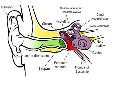 inca un exemplu de organ cu elementele si functiile de o complexitate ireductibila, serveste urechea umana compusa din pavilion, canal auditiv-extern, timpan, ciocan, nicovala, trompa lui eustachio, scarita, fereastra rotunda, canal semicircular, nerv vestibular, nerv auditiv, organul cohlee care transforma sunetul in semnale electrice si asa mai departe. pentru transmiterea sunetului, trebuie sa lucreze toate elementele, o mare parte din ele la randul lor sunt sisteme complicate cu multe componente. in lipsa macar a unui catus de putin element, toata sitema auzului este fara de folos, dupa cum ea este inutila fara celulele nervoase si a sitemelor de prlucare a informatiei in creer. ca si ochiul, urechea la randul ei este creata deodata ca un tot intreg, ele nu puteau sa apara in rezultatul dezvoltarii treptate separate sau dezvoltate treptat in general fara scop. sa afirmi contrariul, insemna sa crezi naiv ca daca detaliile ciasului sa le zdrunciuni in cutie 3 miliarde de ani, atunci neaparat se va forma ceasul … si inca si cu cuc. . argumentul de mai sus se poate de atribuit nu numai altor organe a omului, ca de exemplu, creerul, inima, sitemului circulatiei sangvine sau respiratorii, dar si elementului de baza celula, micutul organ avand marimea aproximativa de 0,01mm (10 microni). celula se poate de numit organ, deoarece ea reprezinta ca si o fabrica chimica, un microunivers, ce contine trilione de molecule cu legaturi complexe si cu 40 000 de functii. exista o problema nerezolvata pentru materialistii religiosi, care se numeste \'\'problema complexitatii ireductibile\'\' (