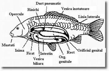 http://www.scritube.com/files/animale/3_poze/image003.jpg