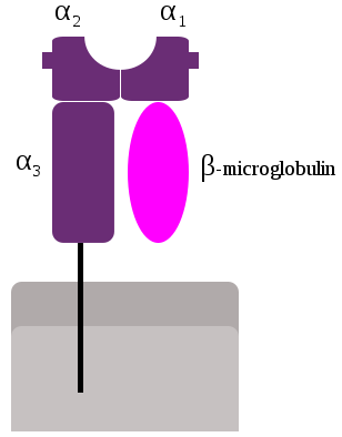 http://upload.wikimedia.org/wikipedia/commons/thumb/e/ee/mhc_class_1.svg/308px-mhc_class_1.svg.png