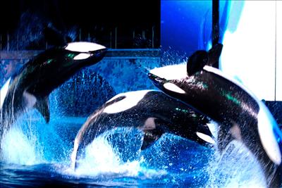 seaworld2