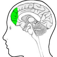 vaizdo rezultatas pagal užklausą „prefrontal cortex“